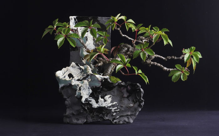 【モダン×盆栽】高麗蔦 盆栽＜イマplants＞那珂川市 [GBU031]