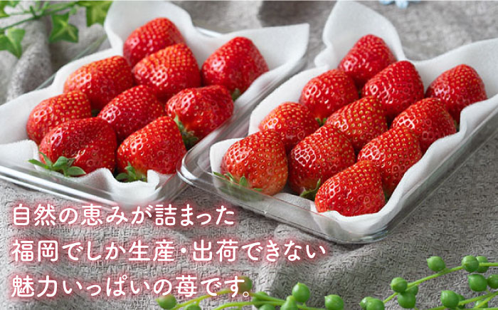 【12月上旬より発送】先行予約！福岡産【冬】 あまおう 4パック＜南国フルーツ株式会社＞那珂川市 [GCD012]