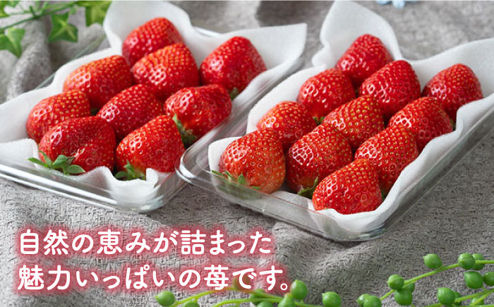 先行予約【全3回定期便】福岡産【冬】あまおう 2パック＜南国フルーツ株式会社＞那珂川市 [GCD044]