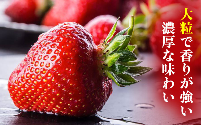 【2026年2月上旬より発送】先行予約！農家直送 朝採り新鮮いちご【博多あまおう】約270g×4＜株式会社H&Futures＞那珂川市 あまおう [GDS004]