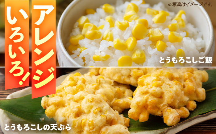 【先行予約 2026年5月末より発送】朝採れ スイートコーン 5kg（10-12本入り） とうもろこし ＜ちくし農園＞那珂川市 野菜 コーン ポタージュ 甘い コーンスープ 天ぷら 保存 [GDU001]