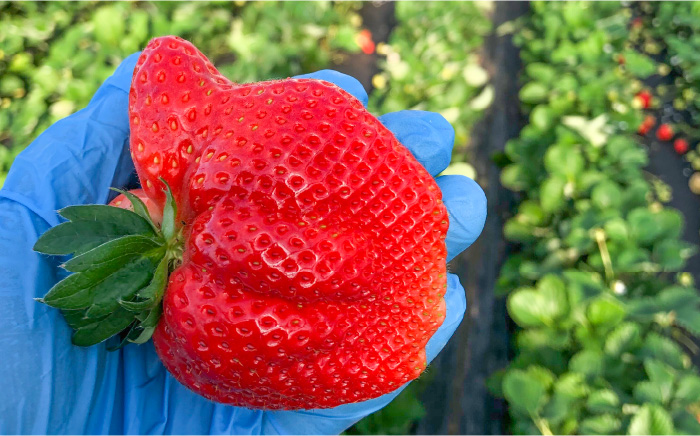 『自然環境農法』で育てた福岡県産 冷凍 あまおう 4kg＜おおきべりー株式会社＞那珂川市 [GZE006]