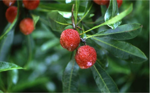 【程よい甘みが美味しい】やまももジャム 純粋蜂蜜 セット＜株式会社南畑ぼうぶら会議＞那珂川市 ジャム [GBL010]