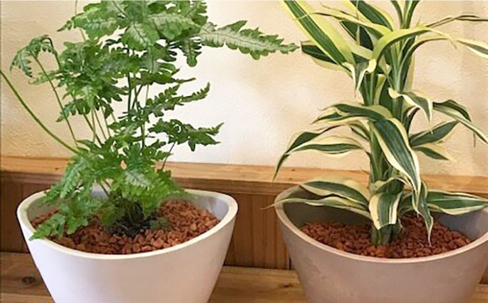 【暮らしにお花を】森の中のケロニスと小鳥＜フラワーデザイン アドニス＞那珂川市 雑貨 インテリア [GBN001]