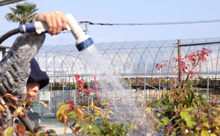 【モダン×盆栽】高麗蔦 盆栽＜イマplants＞那珂川市 [GBU031]