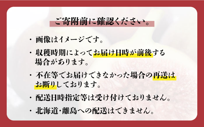 【2026年9月以降発送】福岡県オリジナル品種  とよみつひめ 約1.2kg＜一般社団法人地域商社ふるさぽ＞那珂川市 [GBX026]