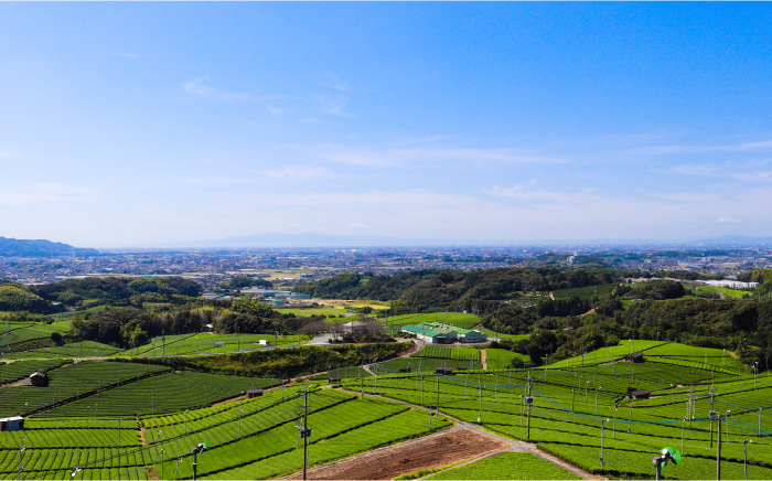 福岡の八女茶 煎茶 500ml×24本入り＜一般社団法人地域商社ふるさぽ＞那珂川市 飲料 お茶 茶 [GBX033]