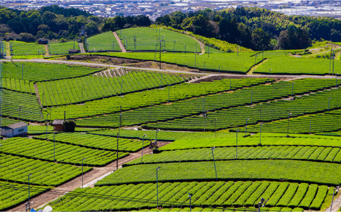 福岡の八女茶 玉露ボトル缶 290g×24本入り＜一般社団法人地域商社ふるさぽ＞那珂川市 飲料 お茶 茶 [GBX034]