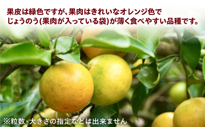 【2026年9月以降発送】産地直送！福岡県オリジナル品種 みかん 「早味かん」＜一般社団法人地域商社ふるさぽ＞那珂川市 [GBX053]