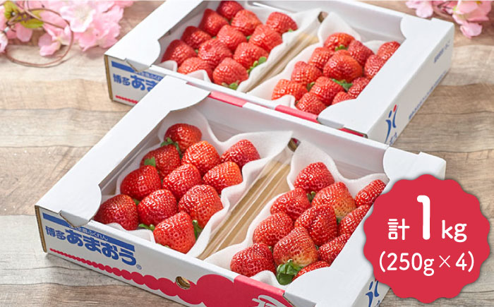 【2月上旬より発送】先行予約！福岡産【春】あまおう 4パック＜南国フルーツ株式会社＞那珂川市 [GCD008]