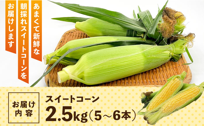 【先行予約 2026年5月末より発送】朝採れ スイートコーン 約2.5kg（5~6本入り）とうもろこし ＜ちくし農園＞那珂川市 [GDU002]