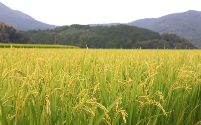 【全6回定期便】【令和7年度産 】 福岡県産米 夢つくし 30kg(5kgx6袋) 精米＜有限会社ファインリョーコク＞那珂川市 [GGI012]