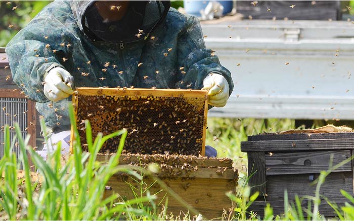 【栄養価たっぷりで美味しい！】ぼうぶらジャム 純粋蜂蜜 セット＜株式会社南畑ぼうぶら会議＞那珂川市 ジャム [GBL011]