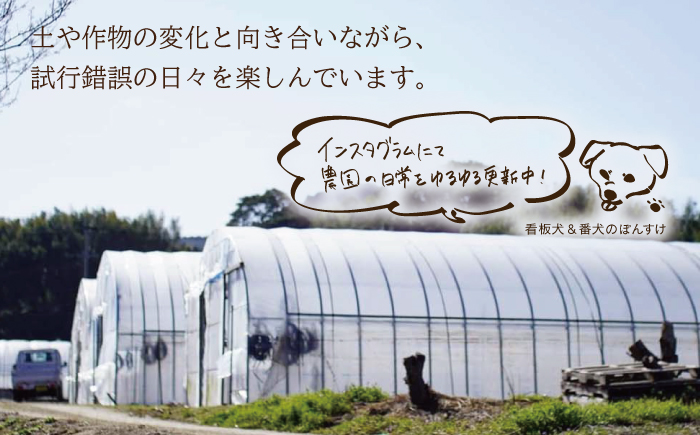TVでも紹介！サイズが豊富で食卓楽しい！ アスパラガス 1kg＜坂井農園＞那珂川市 野菜 [GBP001]