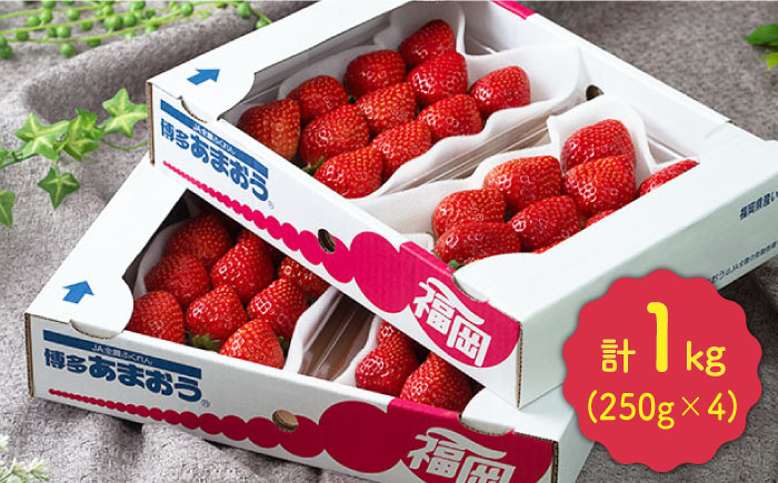 【12月上旬より発送】先行予約！福岡産【冬】 あまおう 4パック＜南国フルーツ株式会社＞那珂川市 [GCD012]