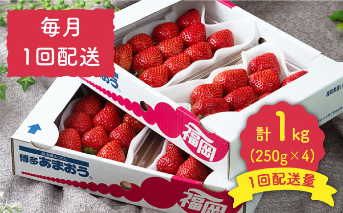 先行予約【全3回定期便】福岡産【冬】あまおう 4パック＜南国フルーツ株式会社＞那珂川市 [GCD045]