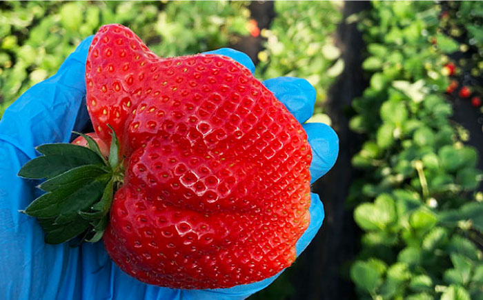 【全3回定期便】先行予約！1～3月発送『自然環境農法』で育てた福岡県産 あまおう 約285g×2パック＜おおきべりー株式会社＞那珂川市 [GZE003]