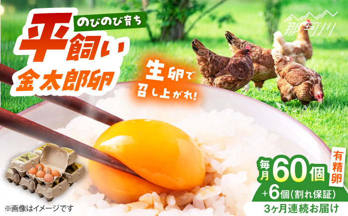 【全3回定期便】【TVで紹介！】鮮度ＡＡ級の世界最高ランク！ 金太郎卵 平飼い たまご 60個（6個入り×10パック）＜有限会社 フジノ香花園＞那珂川市 卵 タマゴ [GAM011]