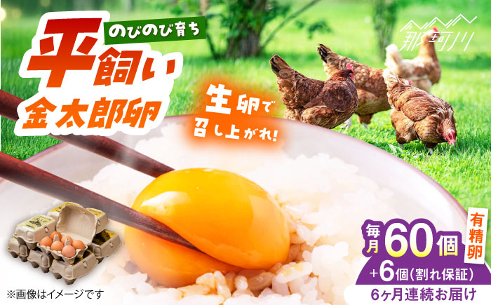 【全6回定期便】【TVで紹介！】鮮度ＡＡ級の世界最高ランク！ 金太郎卵 平飼い たまご 60個（6個入り×10パック）＜有限会社 フジノ香花園＞那珂川市 卵 タマゴ [GAM012]