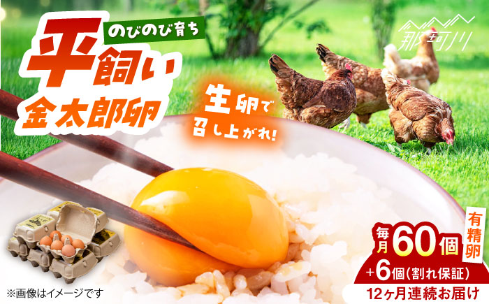 【全12回定期便】【TVで紹介！】鮮度ＡＡ級の世界最高ランク！金太郎卵 平飼い たまご 60個（6個入り×10パック）＜有限会社 フジノ香花園＞那珂川市 卵 タマゴ [GAM013]