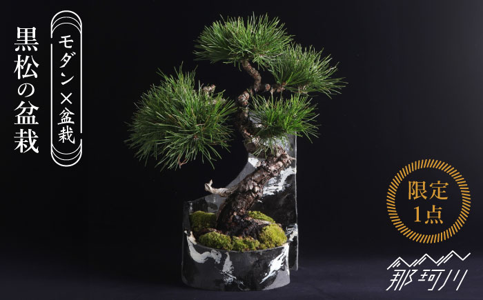 【モダン×盆栽】黒松 クロマツ 盆栽 ＜イマplants＞那珂川市 [GBU029]