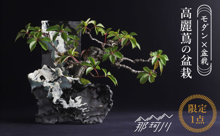 【モダン×盆栽】高麗蔦 盆栽＜イマplants＞那珂川市 [GBU031]