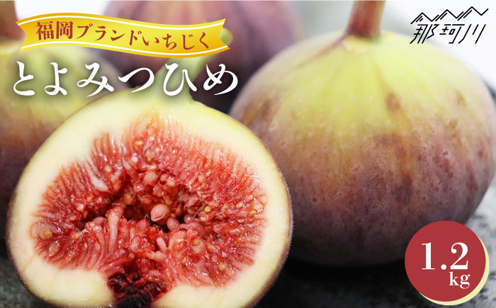 【2026年9月以降発送】福岡県オリジナル品種  とよみつひめ 約1.2kg＜一般社団法人地域商社ふるさぽ＞那珂川市 [GBX026]