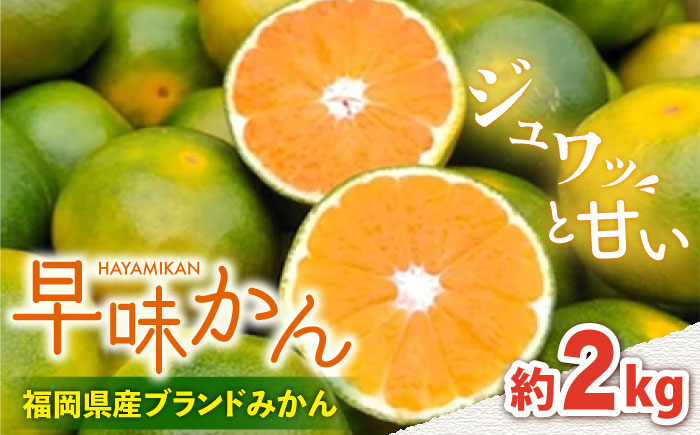 【9月中旬より発送】先行予約 福岡産ブランド みかん 早味かん 約2kg＜南国フルーツ株式会社＞那珂川市 [GCD023]