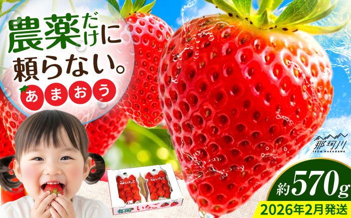 【2026年2月より発送】先行予約！『自然環境農法』で育てた福岡県産 あまおう 約285g×2パック＜おおきべりー株式会社＞那珂川市 [GZE001]