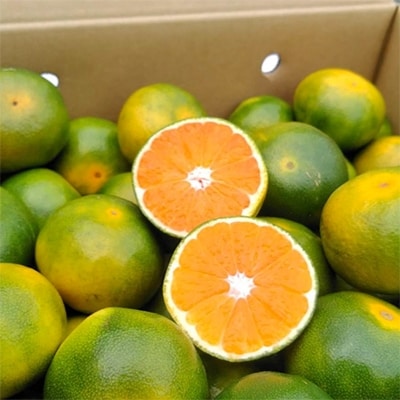 【宇美】福岡限定!オリジナルブランドみかん「早味かん」約4kg【配送不可地域：離島】