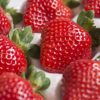 【11月下旬より順次発送】【宇美】フルーツ専門店が選んだ「あまおう苺」ギフト箱(24-30粒)【配送不可地域：離島】