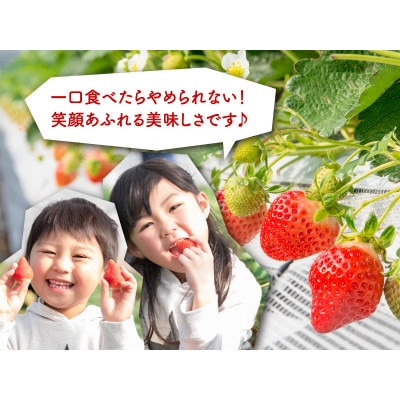 博多あまおう250g×4パック(宇美町)【配送不可地域：離島】