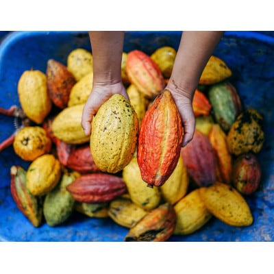 をぺら　1棹【配送不可地域：離島】