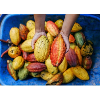 煌々　1棹(秋冬限定品)