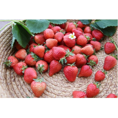 プレミアム あまおう EX(化粧箱入り)約400g×1パック(宇美町)【配送不可地域：離島】