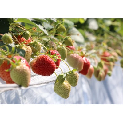 選ばれし一粒・特撰プレミアムあまおう 約600g(宇美町)【配送不可地域：離島】