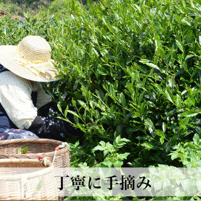 【2025年産】星野村の八女茶 高級煎茶　桃山 80g(宇美町)