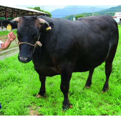 博多和牛100%　贅沢手ごねハンバーグ　150g×10個(宇美町)【配送不可地域：離島】