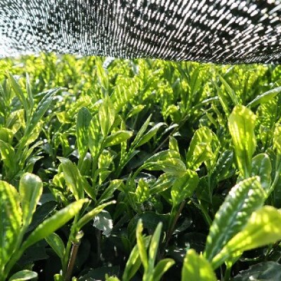 浅炒り八女ほうじ茶50g×2袋(宇美町)(八女茶)