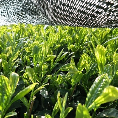 深炒り八女ほうじ茶50g×2袋(宇美町)(八女茶)