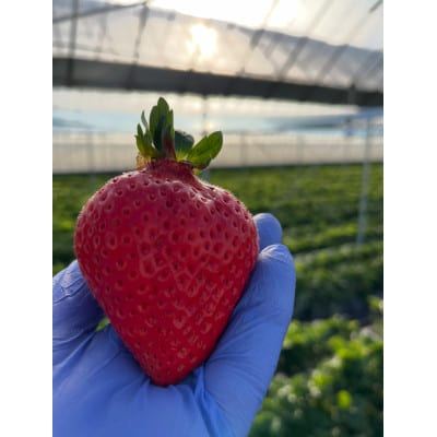 ふくおかエコ農産物認証いちご 福岡県産あまおう苺 約250g×2P(3月から4月中旬発送)宇美町【配送不可地域：離島・北海道・沖縄県】