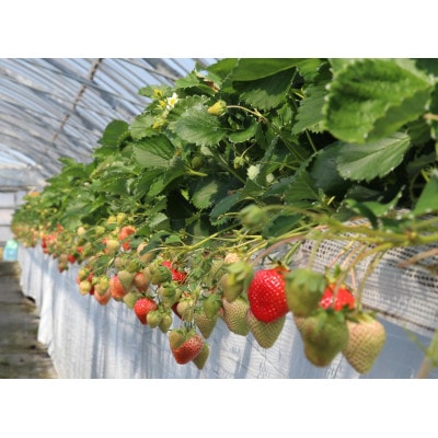 選ばれし一粒・特撰プレミアムあまおう 約600g(宇美町)【配送不可地域：離島】