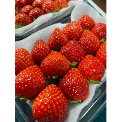 ふくおかエコ農産物認証いちご 福岡県産あまおう苺 約250g×2P(1月中旬から2月下旬発送)宇美町【配送不可地域：離島・北海道・沖縄県】