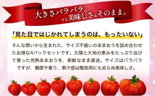 福岡県産 特別栽培 あまおう サイズいろいろMIX 約1140g（約285g×4パック）【3月発送】 サイズMIX 3月発送