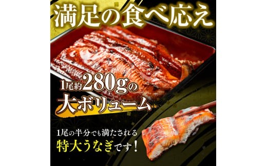 うなぎの蒲焼５尾 タレ付き（４本）　YZ004