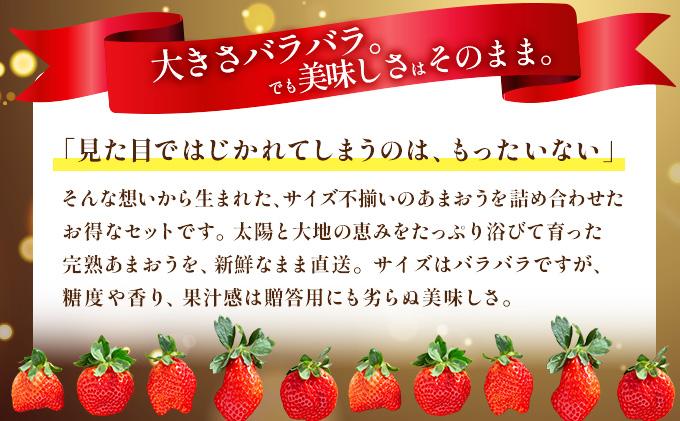 福岡県産　特別栽培　あまおう　サイズいろいろMIX　約570g（約285g×2パック）【1～2月発送】　農園直送　アフター保証 UN005 サイズMIX 2パック 1～2月発送