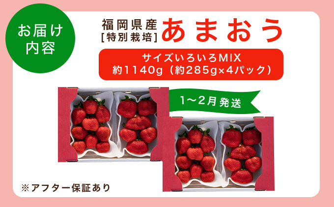 福岡県産 特別栽培 あまおう サイズいろいろMIX 約1140g（約285g×4パック）【1～2月発送】