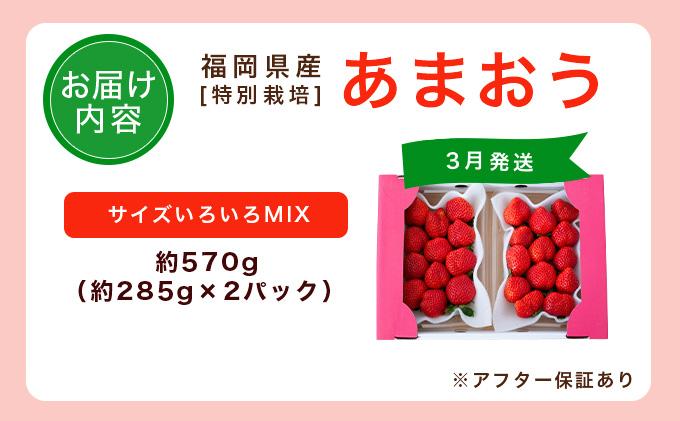 福岡県産　特別栽培　あまおう　サイズいろいろMIX　約570g（約285g×2パック）【3月発送】　農園直送　アフター保証 UN006 サイズMIX 2パック 3月発送