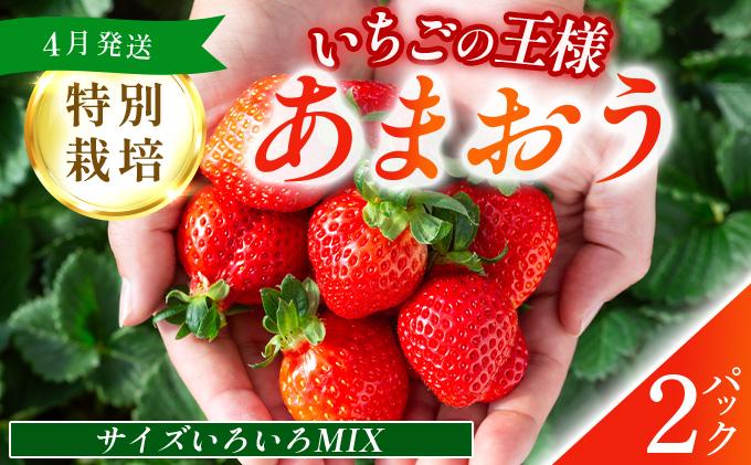 福岡県産　特別栽培　あまおう　サイズいろいろMIX　約570g（約285g×2パック）【4月発送】　農園直送　アフター保証 UN007 サイズMIX 2パック 4月発送