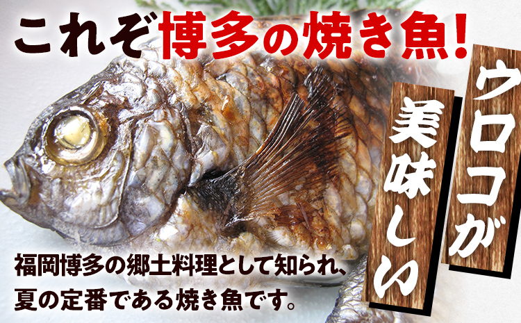福岡郷土料理 あぶってかも 5匹 スズメダイ 炙り 焼き魚 魚介類 惣菜 加工品 おかず おつまみ 冷凍 魚 福岡 九州